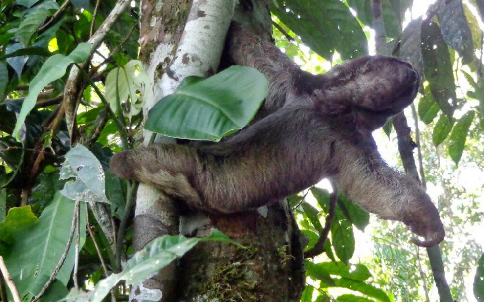 ESPECÍMENES DE VIDA SILVESTRE LIBERADOS EN ORELLANA POR EL DÍA MUNDIAL DE LOS ANIMALES