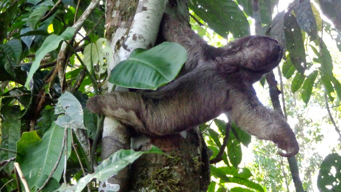 ESPECÍMENES DE VIDA SILVESTRE LIBERADOS EN ORELLANA POR EL DÍA MUNDIAL DE LOS ANIMALES
