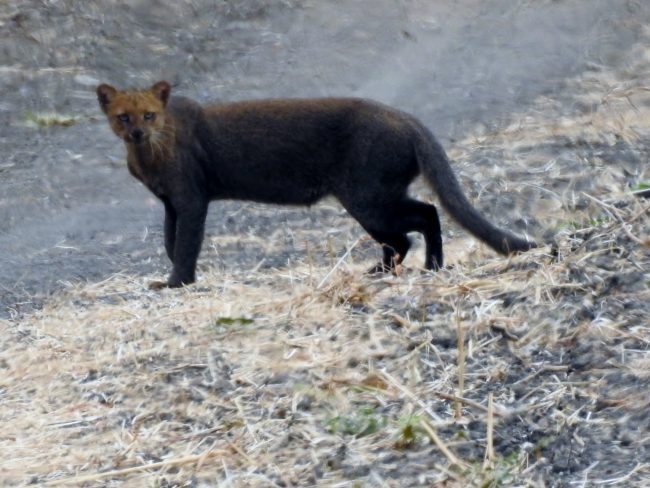 nov_141020_Yaguarundi Yaguarundi (Herpailurus yagouaroundi)
