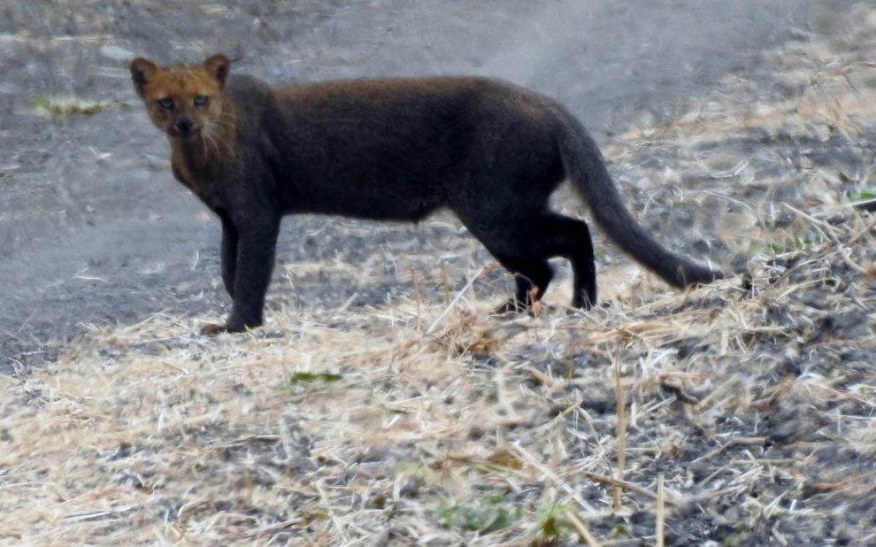 Yaguarundi (Herpailurus yagouaroundi)